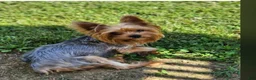 Yorkshire Terrier dogs for sale: Yorkshire Terrier 1 - Ad 4