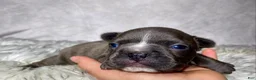 Frenchton dogs for sale: Mr. Finn - Ad 7