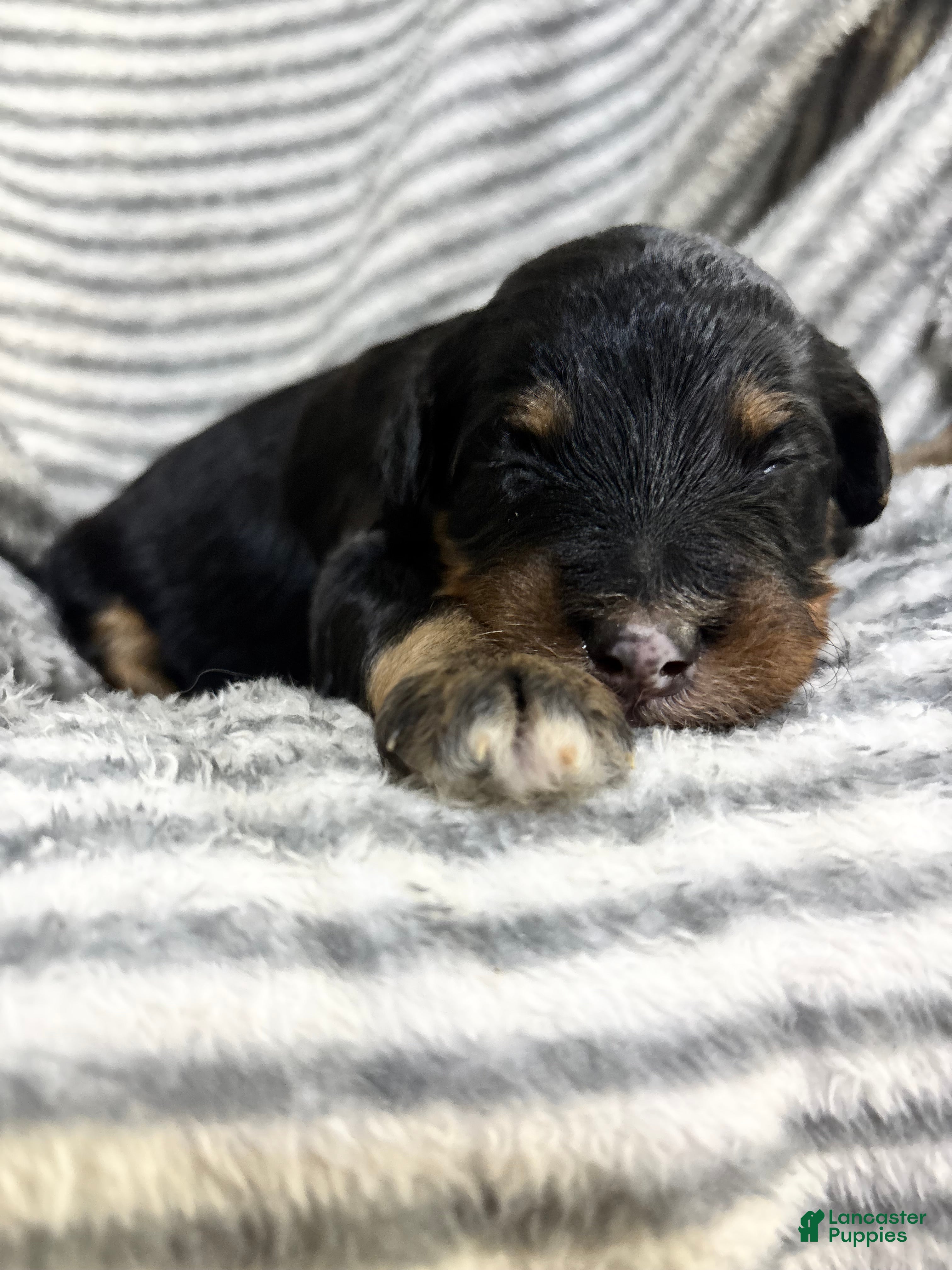 Aussiedoodle dogs Aussiedoodle 7 - Ad 2