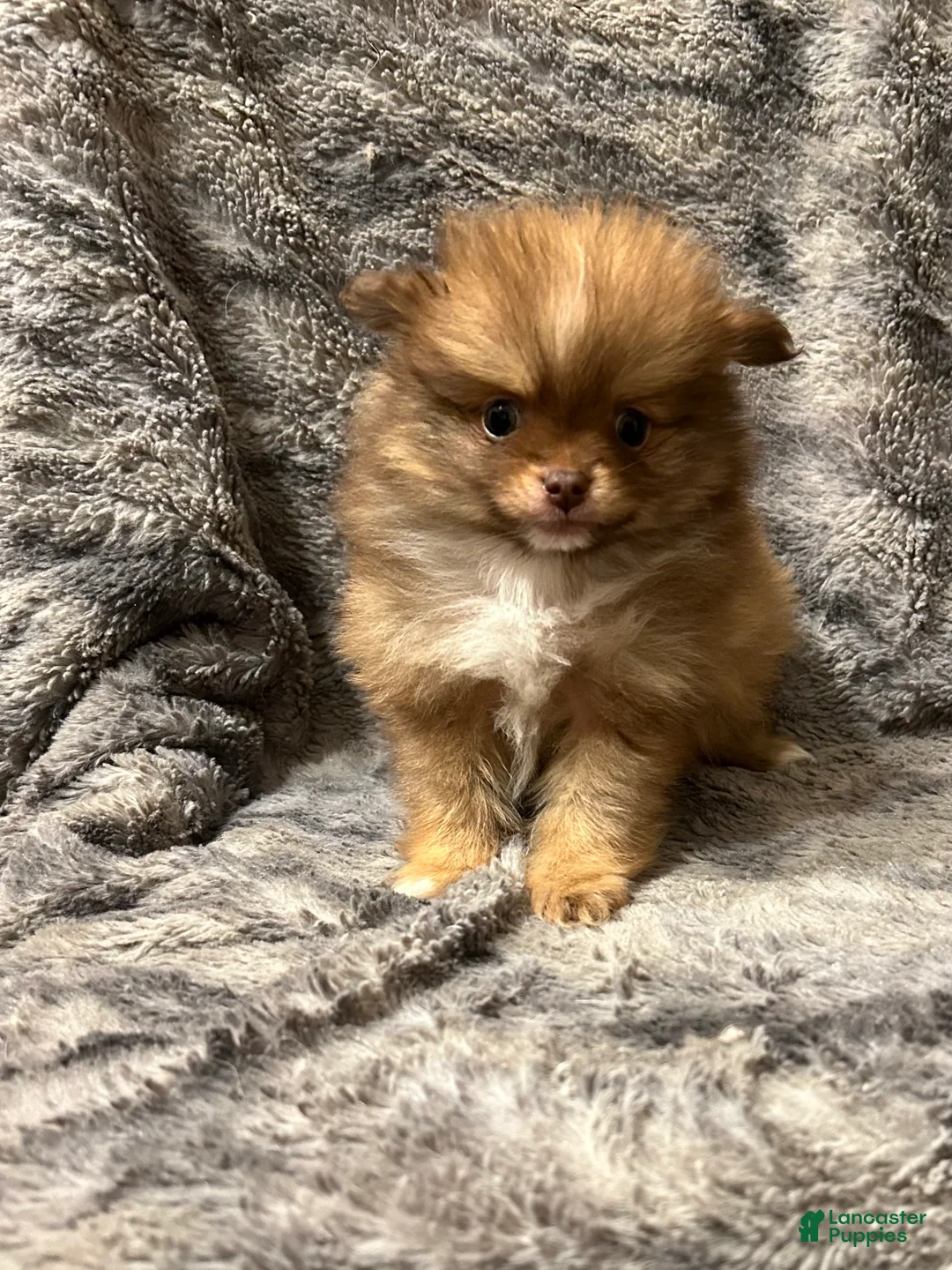 Pomeranian dogs for sale: Lucy - Ad 3