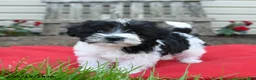 Schnoodle dogs for sale: Bunny - Ad 3