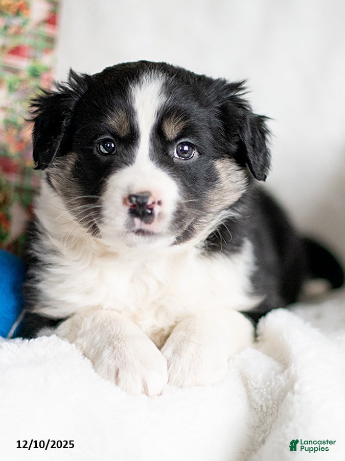 Mixed Breed dogs Decke - Ad 17