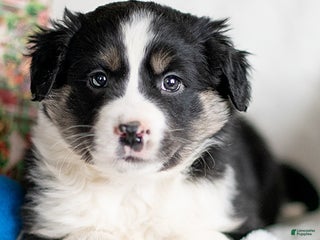 Mixed Breed dogs Decke - Ad 32