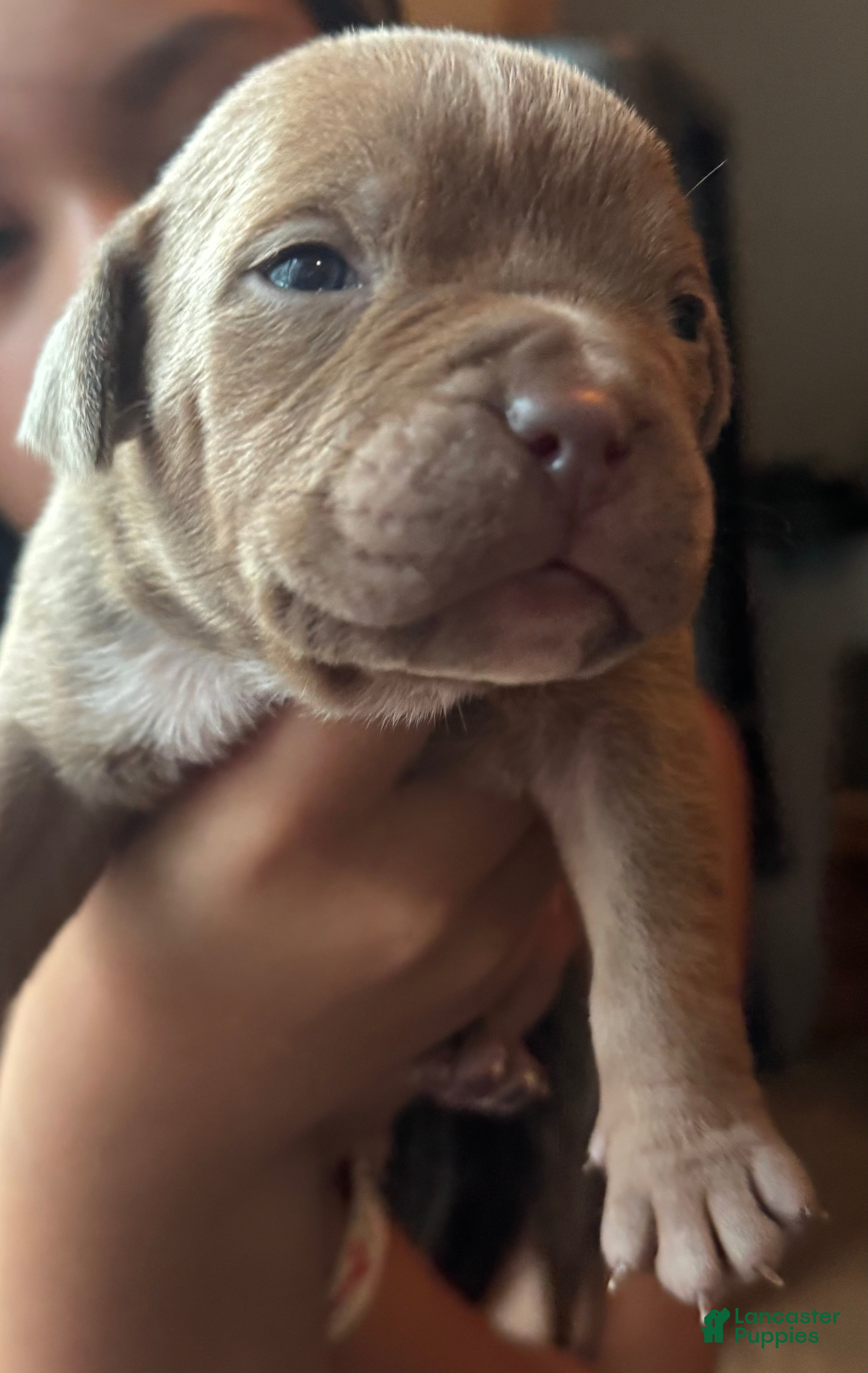 American Bully dogs American Bully 4 - Ad 4