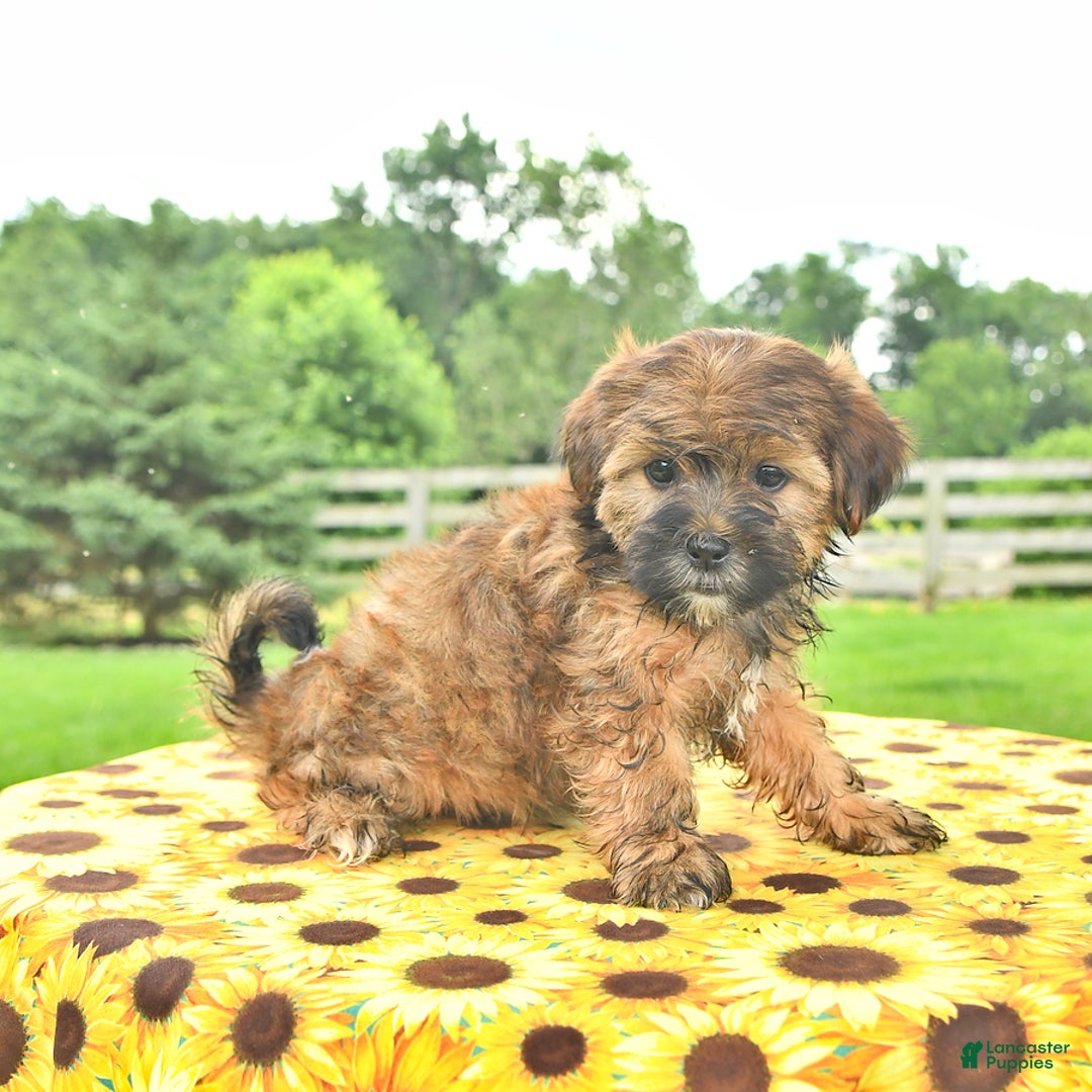 Shorkie dogs for sale: Earl - Ad 3