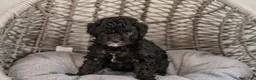 Cockapoo dogs for sale: Willow - Ad 1