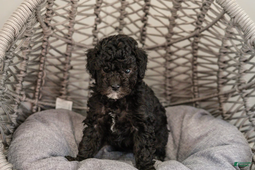 Cockapoo dogs for sale: Willow - Ad 1