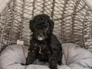 Cockapoo dogs for sale: Willow - Ad 3