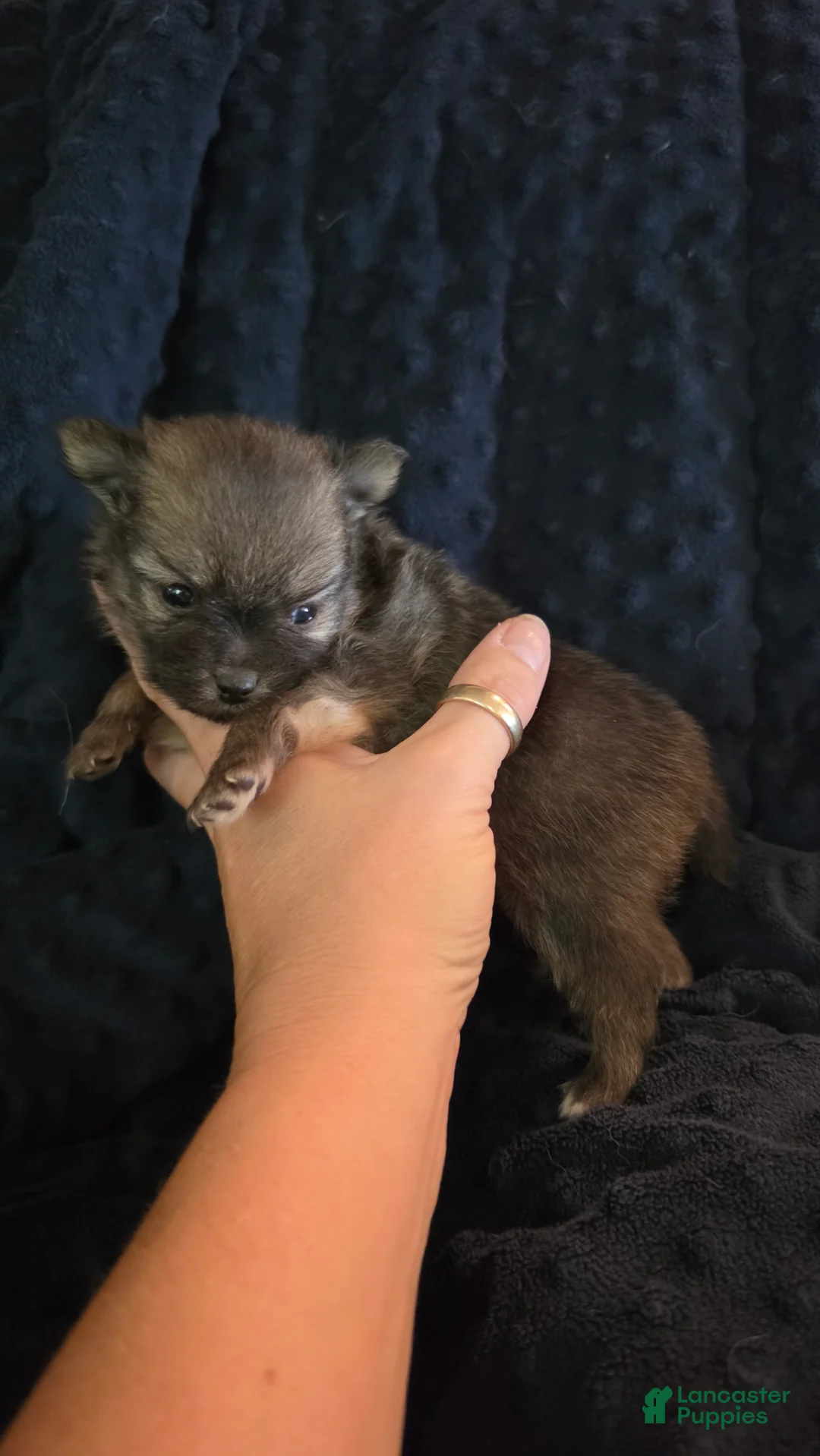 Pomchi dogs for sale: 3 dark brown 3/4 pom 1/4 chi - Ad 1