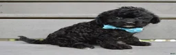 Cavapoo dogs for sale: Cooper - Ad 5