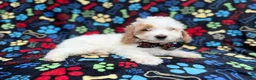 Cockapoo dogs for sale: Larry - Ad 4