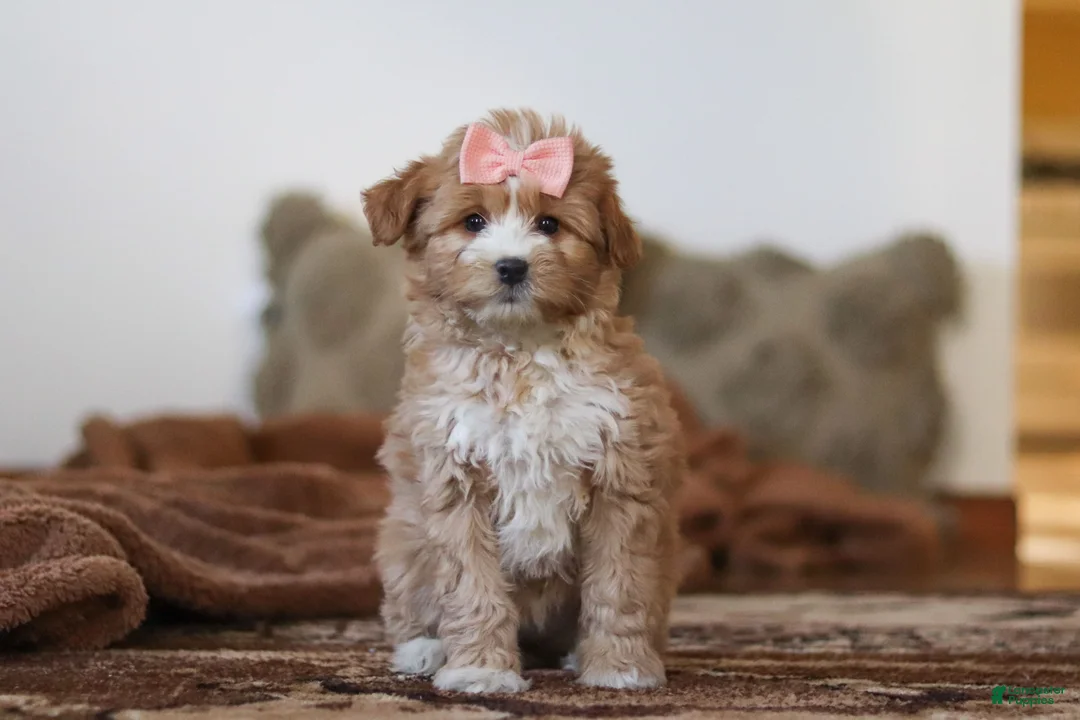 Mini Bernedoodle dogs for sale: Daisy - Ad 2