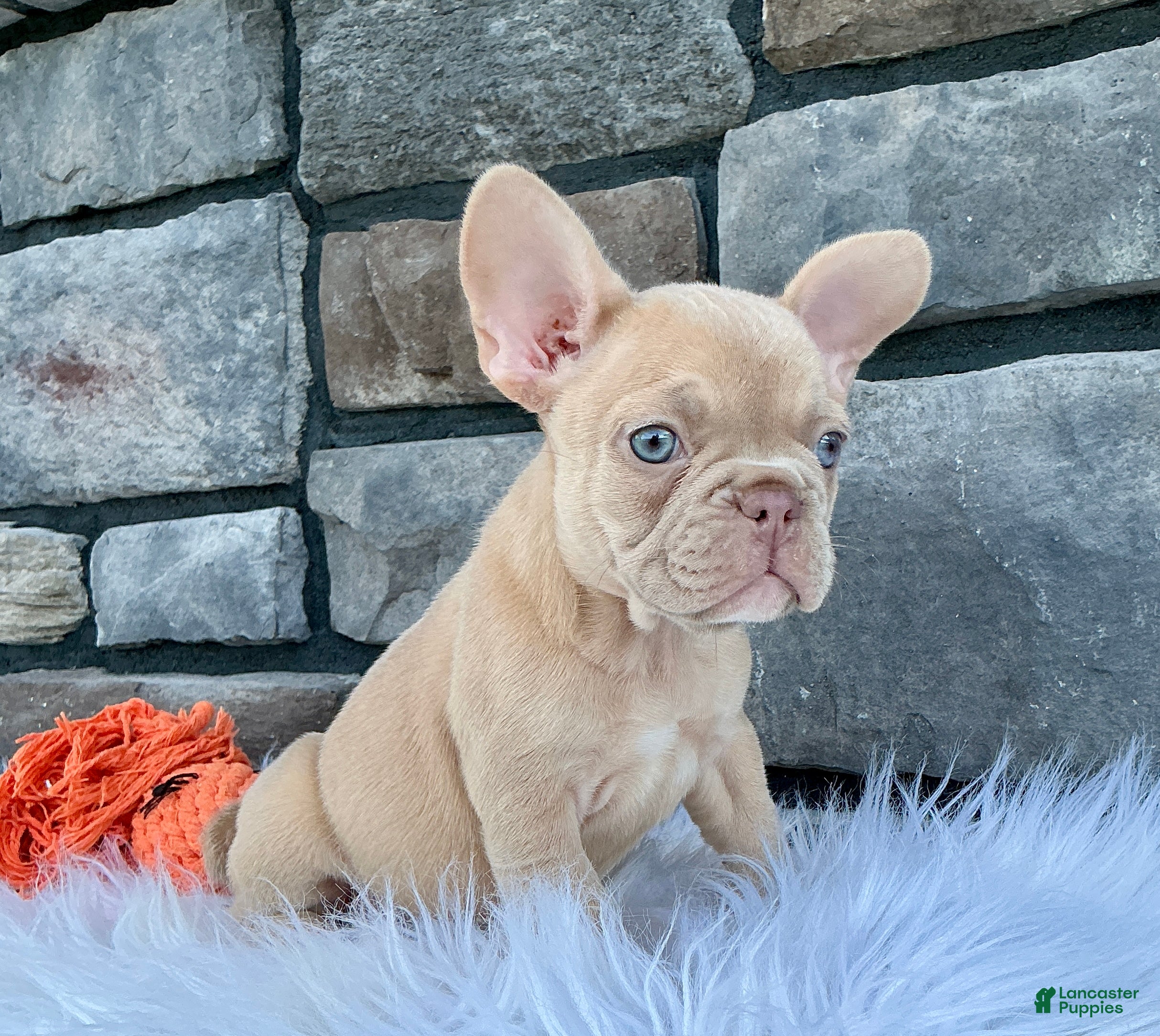 French Bulldog dogs Izzy - Ad 1