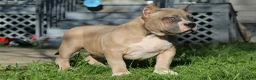 American Bully dogs for sale: Remble  - Ad 2