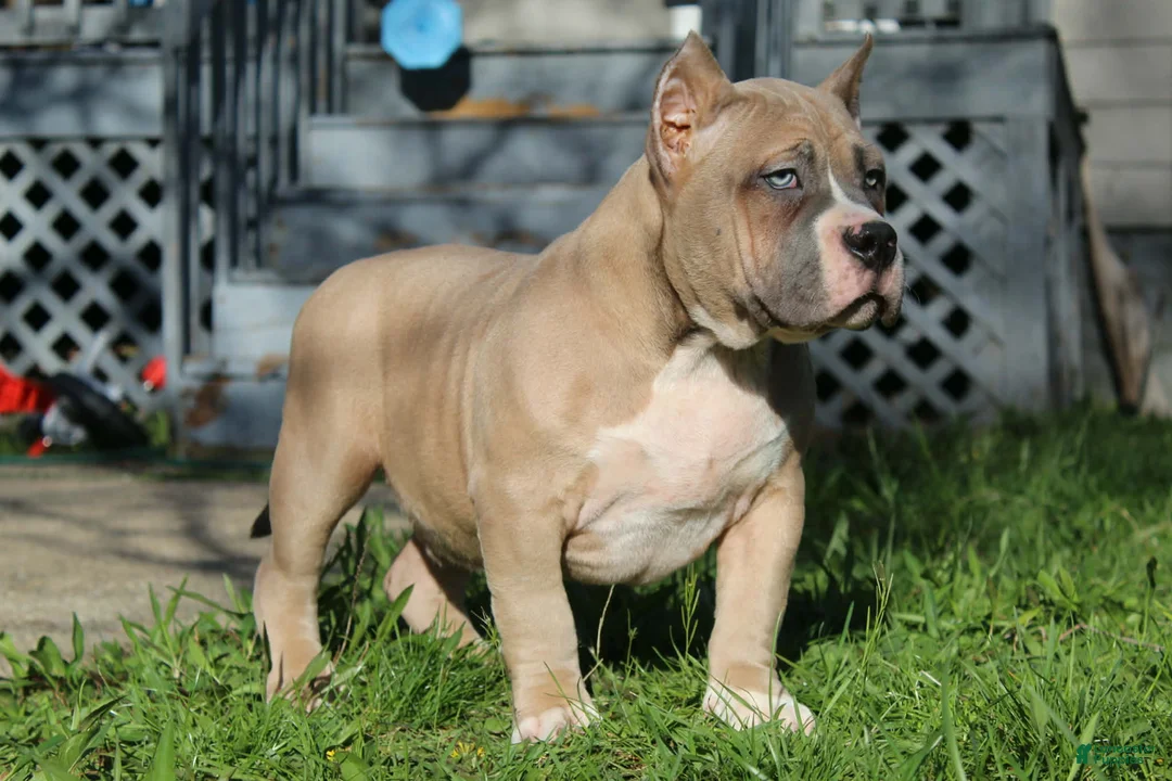 American Bully dogs for sale: Remble  - Ad 2