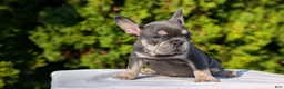 French Bulldog dogs for sale: Loki  - Ad 3