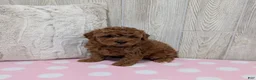Cavapoo dogs for sale: Lilly - Ad 4