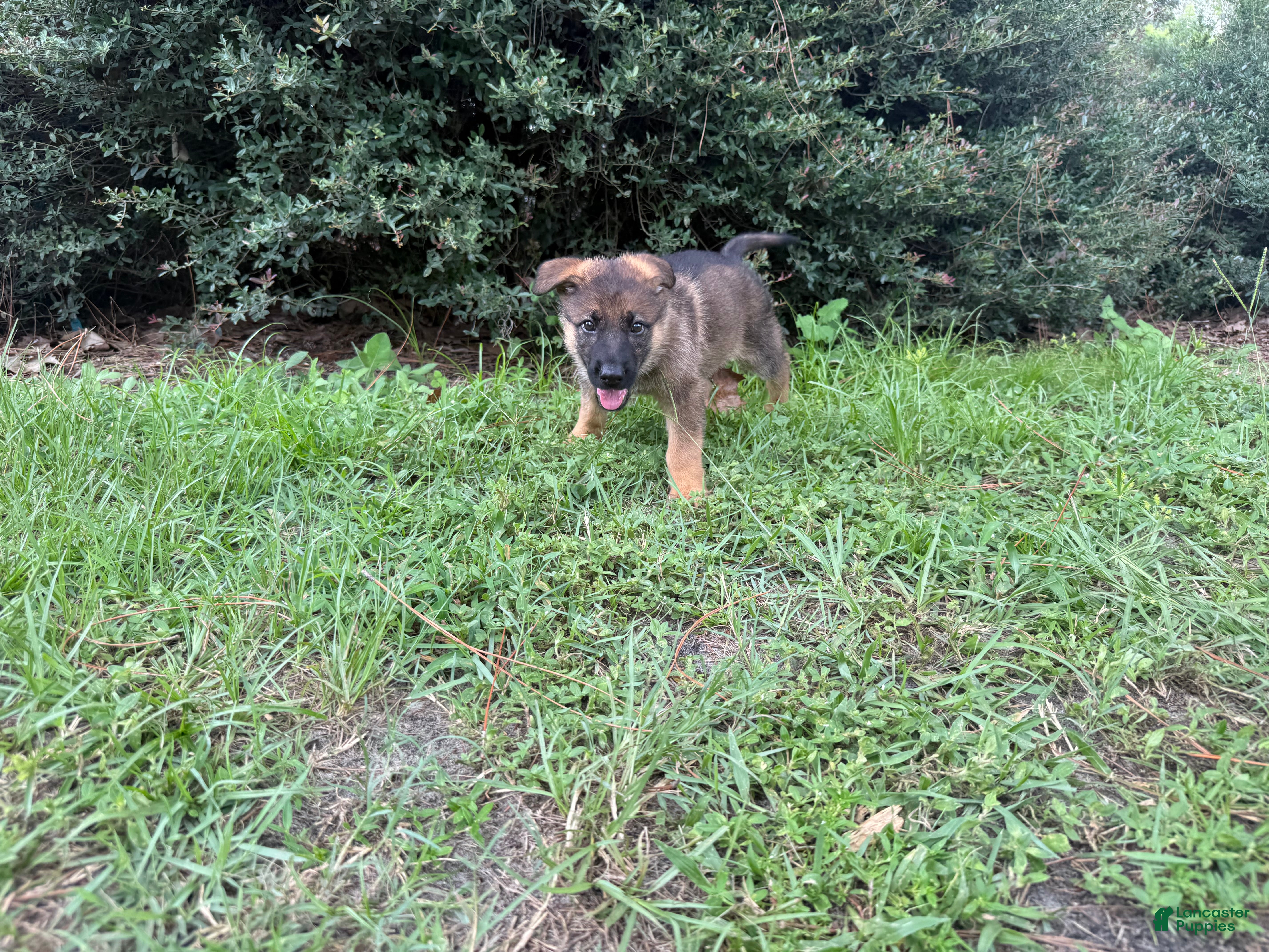 German Shepherd dogs Daphne - Ad 2