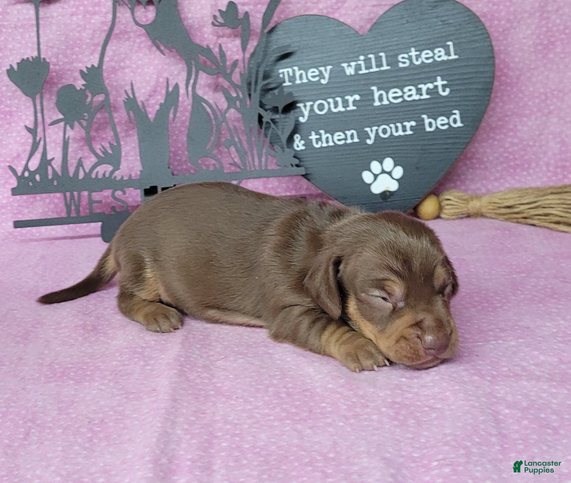 Miniature Dachshund dogs Cora AKC delivery available  - Ad 39