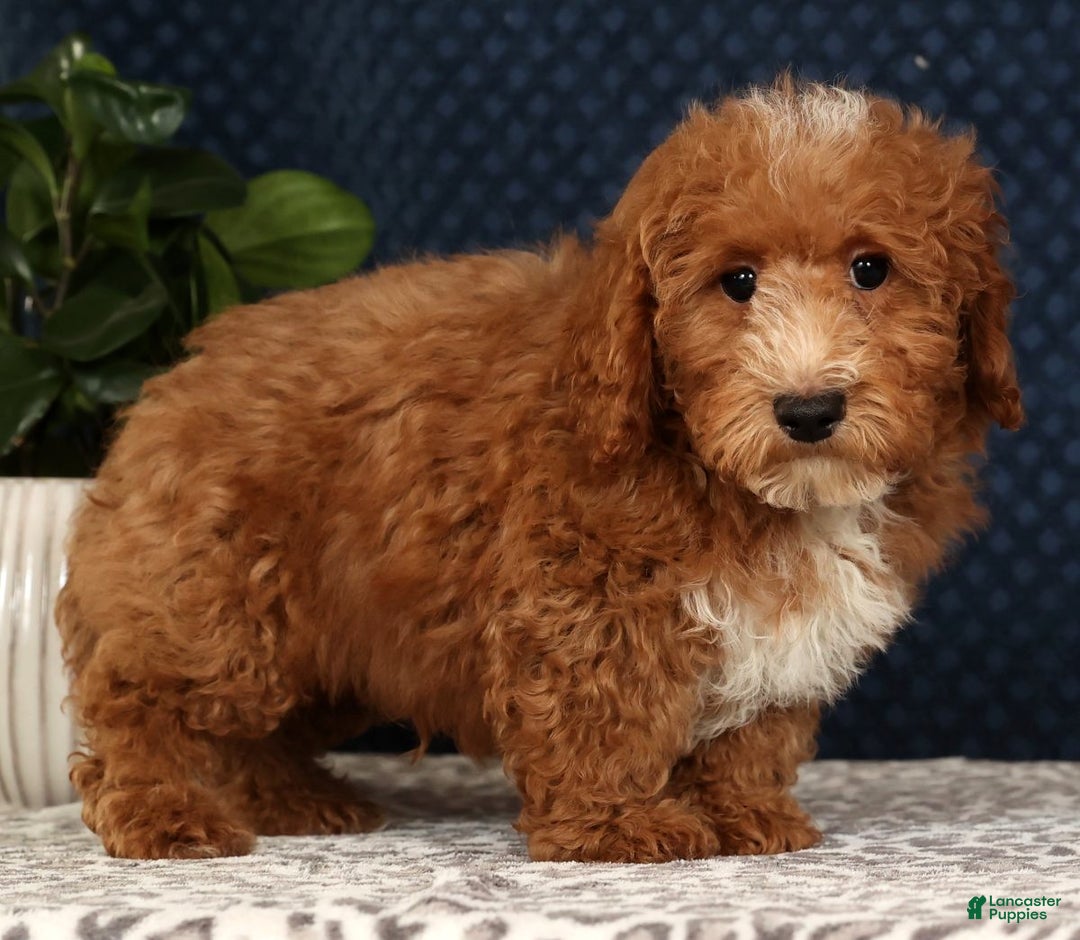 Bichpoo dogs for sale: Eric - Ad 3