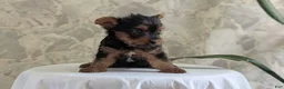 Yorkshire Terrier dogs for sale: Zya - Ad 6