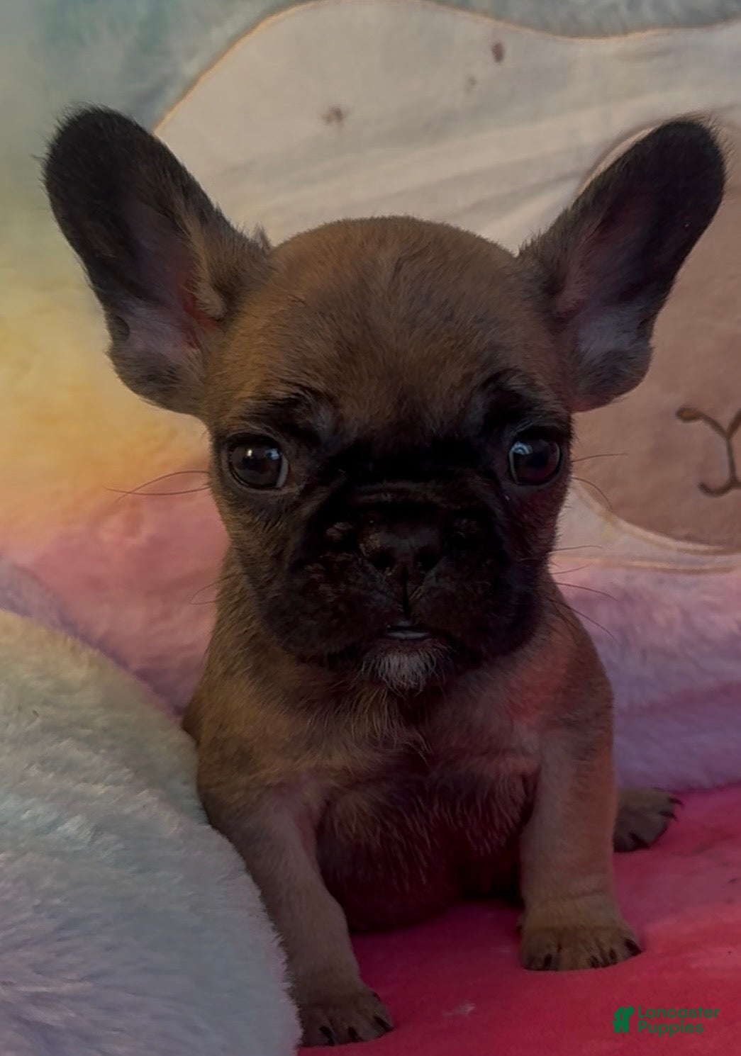 French Bulldog dogs French Bulldog Puppy 1 - Ad 19