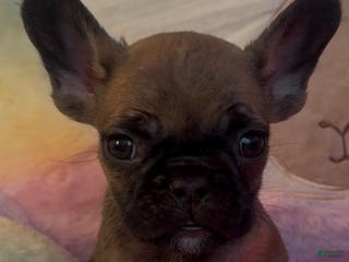French Bulldog dogs French Bulldog Puppy 1 - Ad 19
