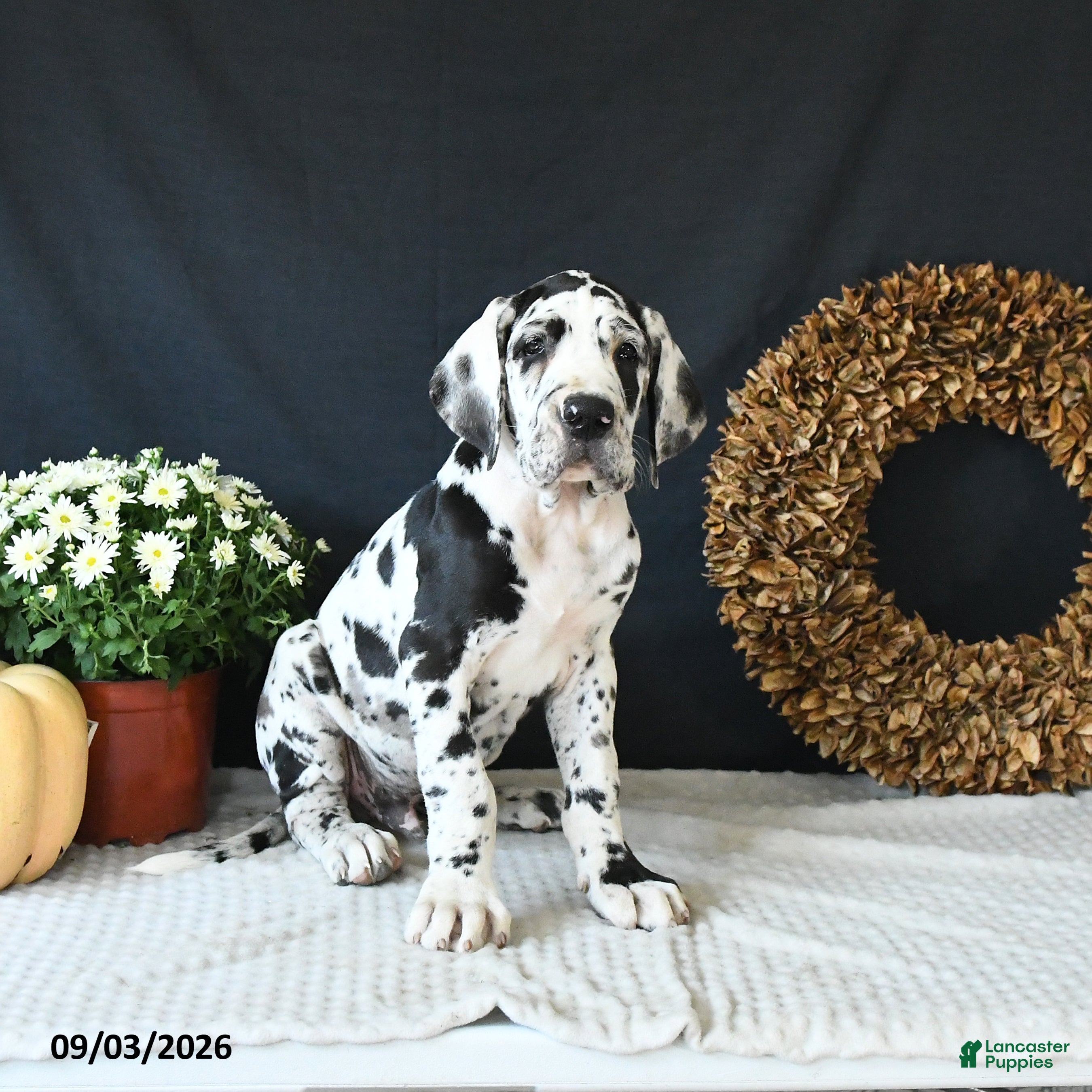 Great Dane dogs Easton - Ad 1