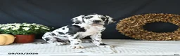 Great Dane dogs for sale: Easton - Ad 1