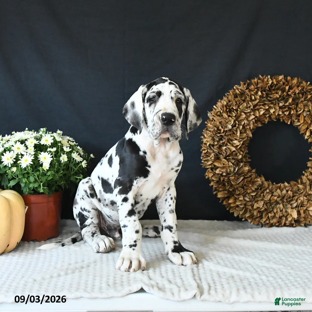 Great Dane dogs for sale: Easton - Ad 1