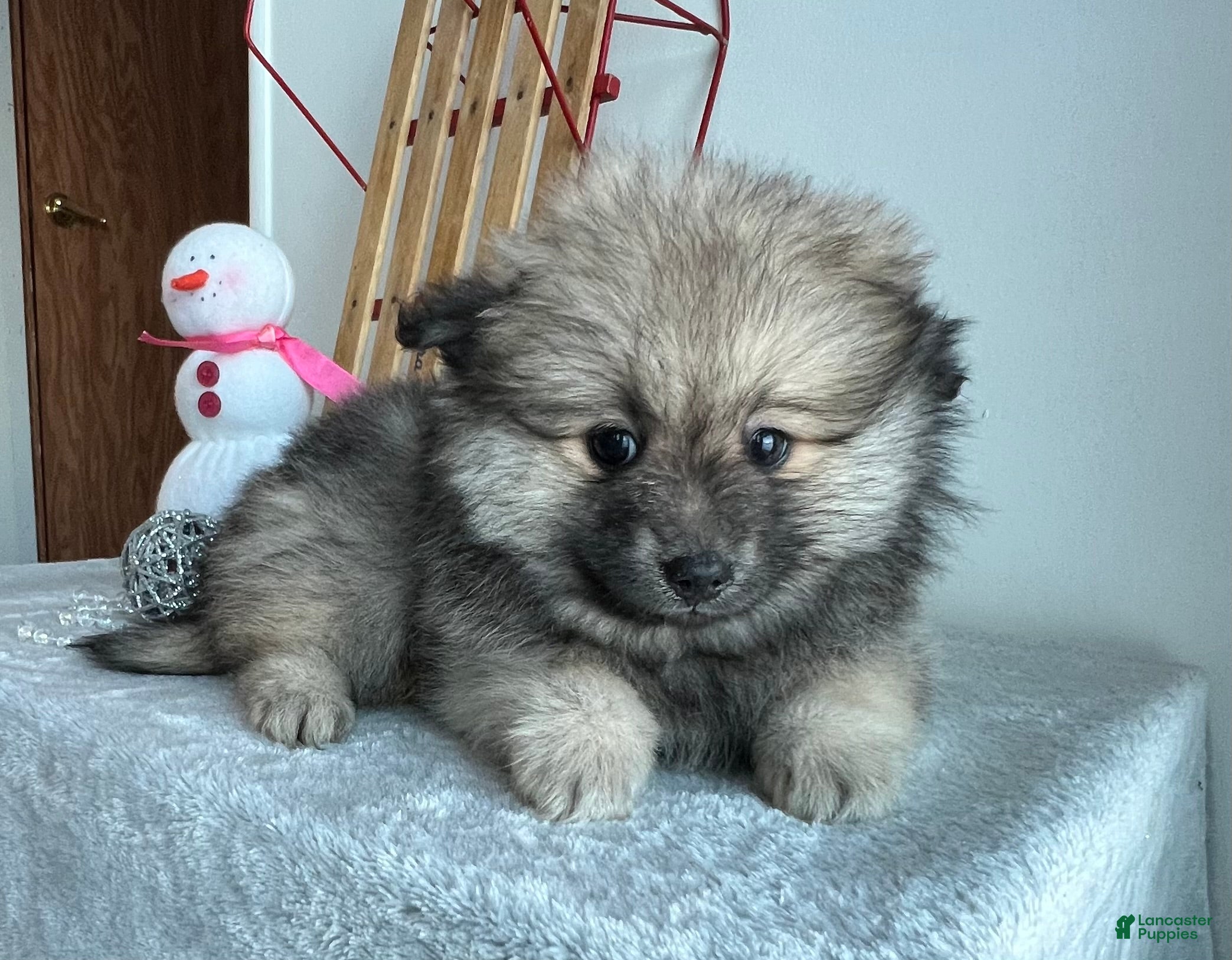 Pomeranian dogs Sammy - Ad 33