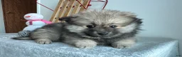 Pomeranian dogs for sale: Sammy - Ad 1