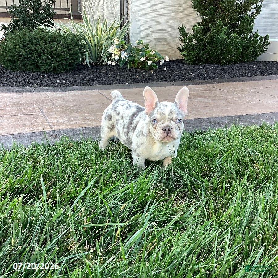 French Bulldog dogs Balto - Ad 1