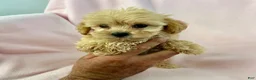 Shihpoo dogs for sale: Trudy Girl-Shihpoo 1 - Ad 4