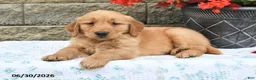 Golden Retriever dogs for sale: Hero - Ad 3