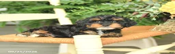 Havapoo dogs for sale: Diamond - Ad 3