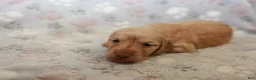 Miniature Dachshund dogs for sale: Tinker - Ad 1