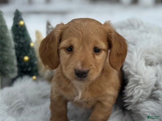 Miniature Dachshund dogs Holly - Ad 1