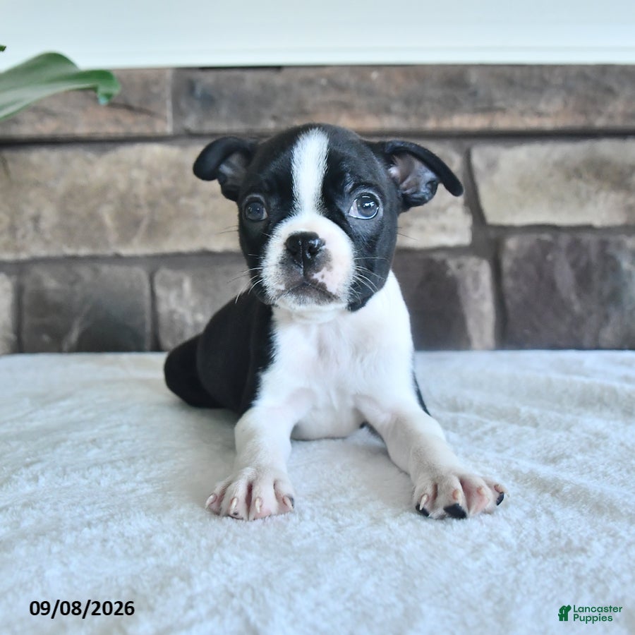 Boston Terrier dogs Cliff - Ad 1