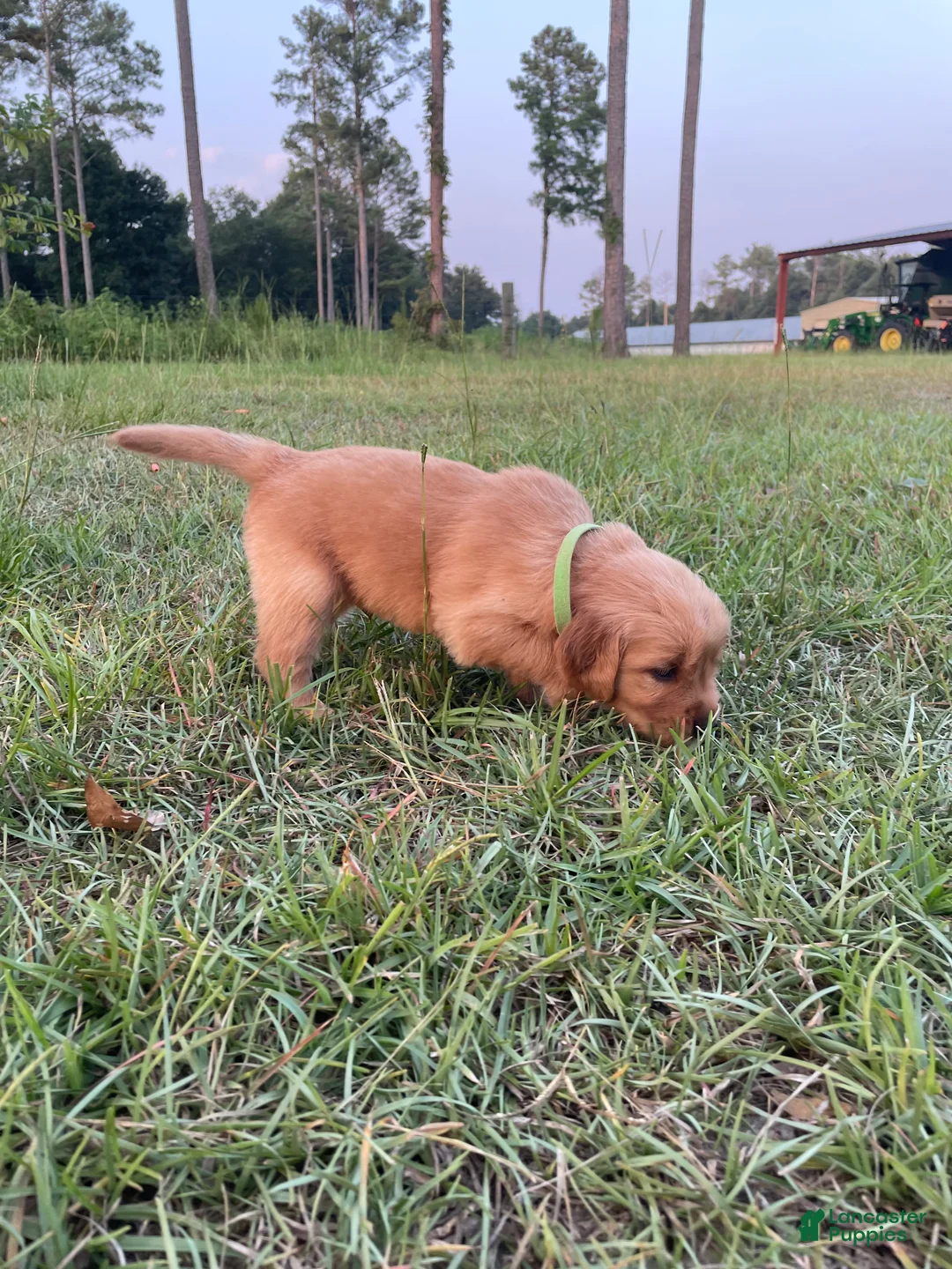 Golden Retriever dogs for sale: Golden Retriever 7 - Ad 1
