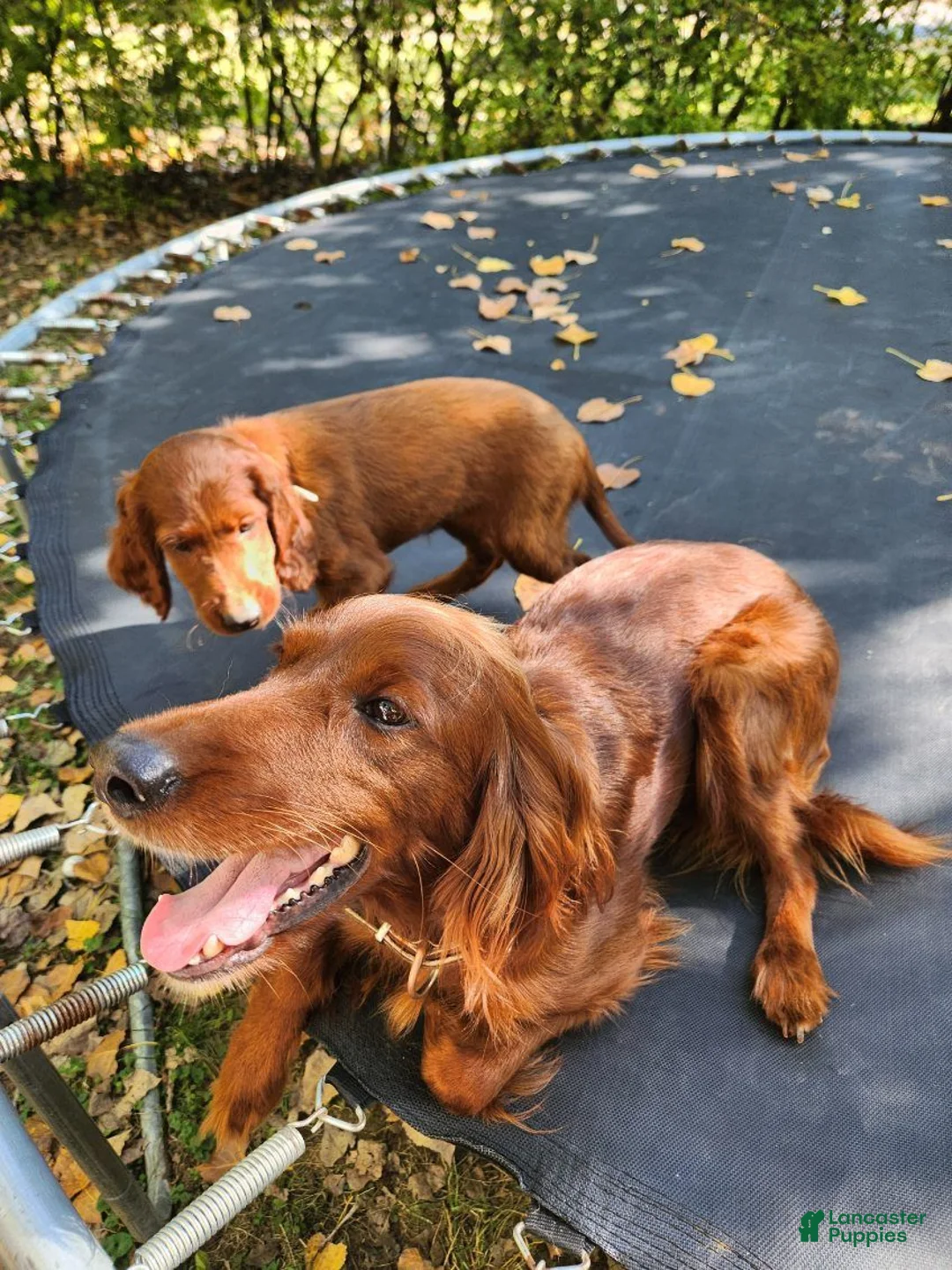 Irish Setter dogs for sale: Irish Setter Purple Collar - Ad 5