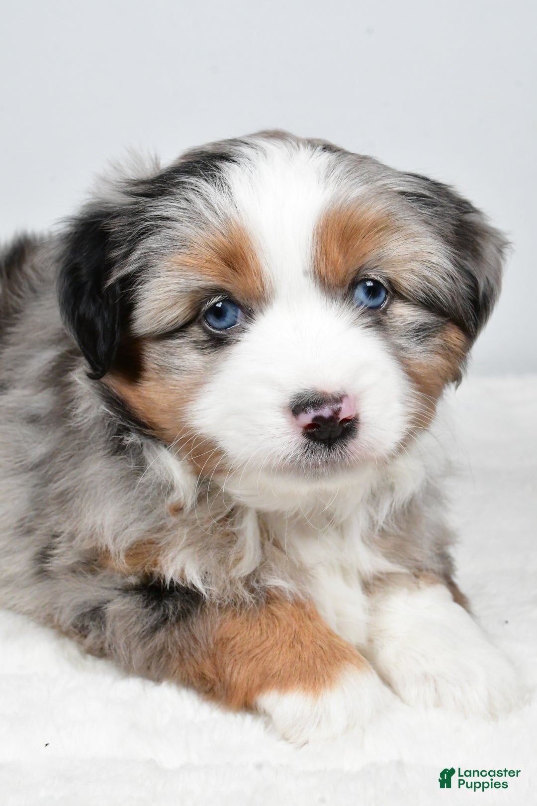 Miniature Australian Shepherd dogs for sale: Queeny - Ad 4