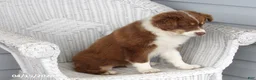 Australian Shepherd dogs for sale: Tinker - Ad 6