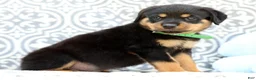 Rottweiler dogs for sale: Dominic - Ad 3