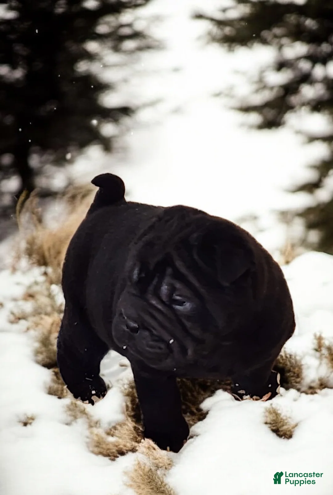 Shar Pei dogs for sale: Raven mini  - Ad 20