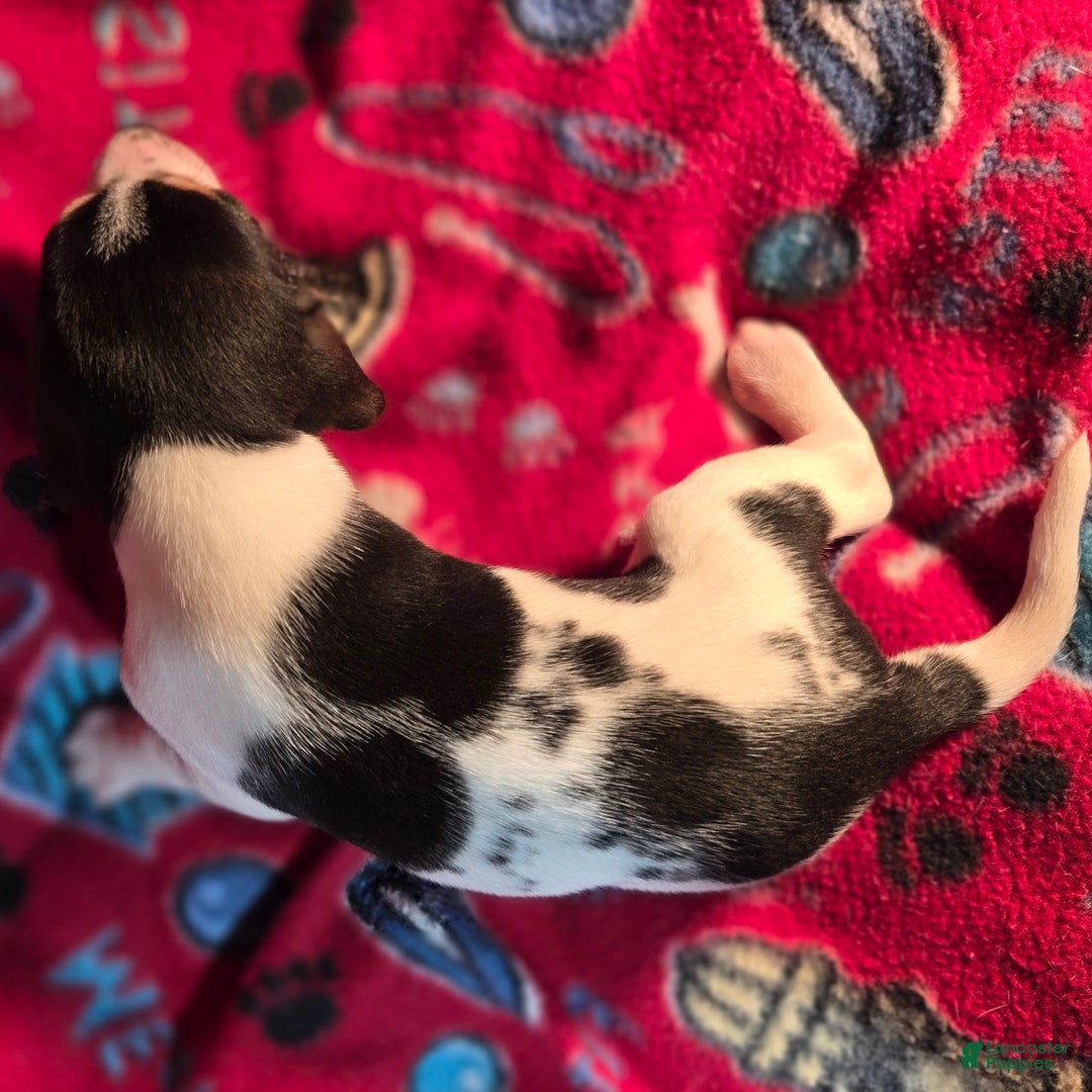 Beagle dogs for sale: Dill Queen Elizabeth Pocket Beagle - Ad 2