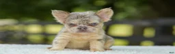 French Bulldog dogs for sale: Lacy - Ad 6