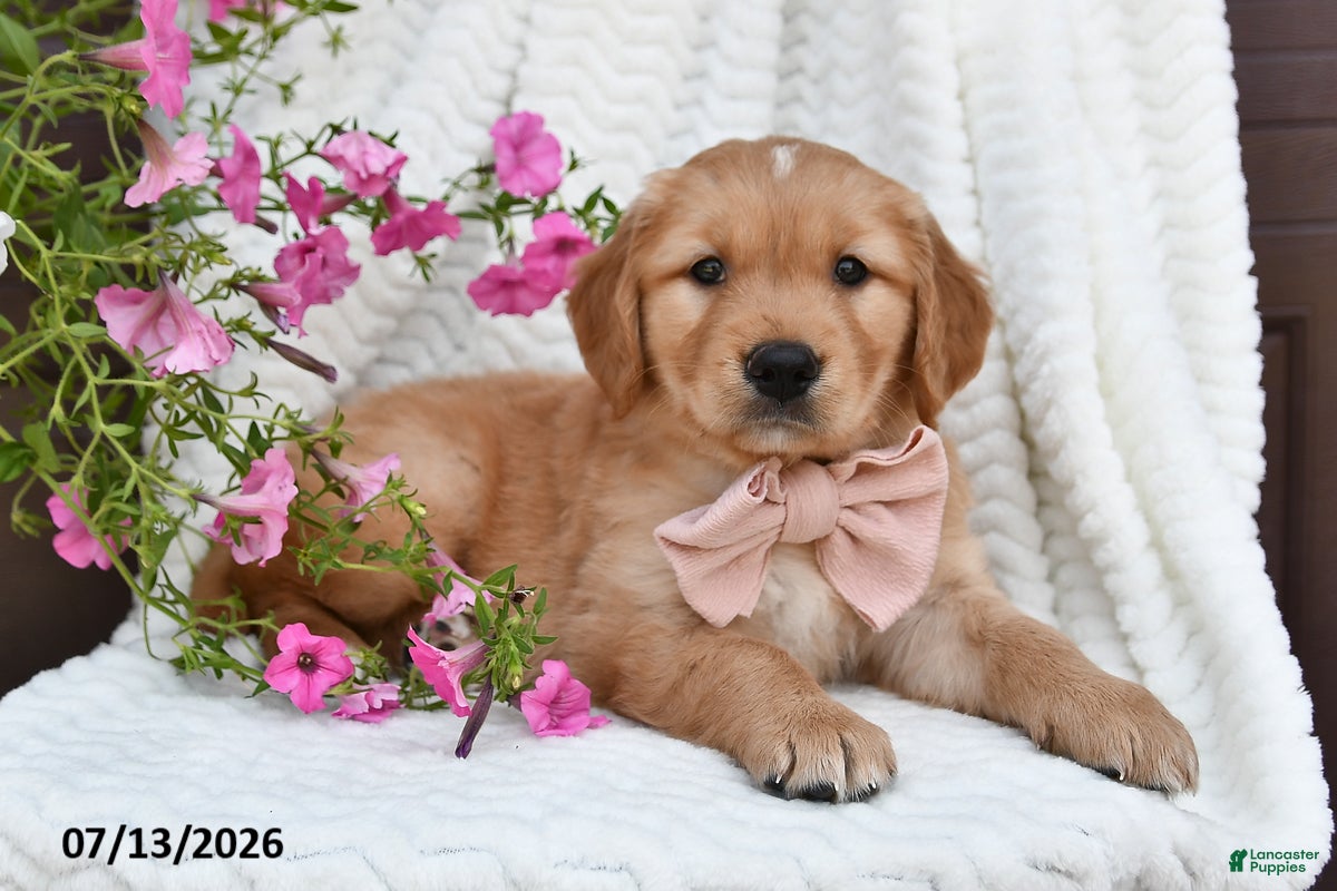 Golden Retriever dogs Cuddles - Ad 1