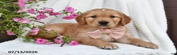 Golden Retriever dogs for sale: Cuddles - Ad 1
