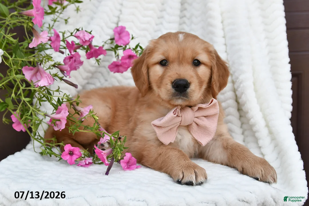 Golden Retriever dogs for sale: Cuddles - Ad 1
